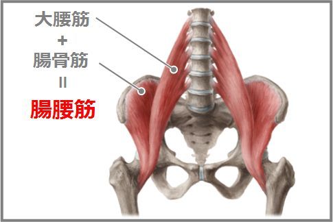 腰痛と腸腰筋